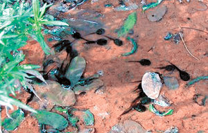 서울 용산구 이촌동 한강 노들섬 내의 한 웅덩이에서 발견된 맹꽁이 올챙이들. 사진 제공 서울환경연합