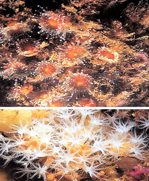 국내 미기록종인 경산호류(위)와 가는 가시산호. 사진 제공 국립공원관리공단