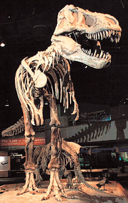 6500만 년 전 멸종한 공룡과 현생인류는 지구의 ‘거대 포식자’라는 점에서 닮았다. 지금 인간이 지구환경에 끼치고 있는 폐해는 대량멸종사건 당시의 상황을 방불케한다.