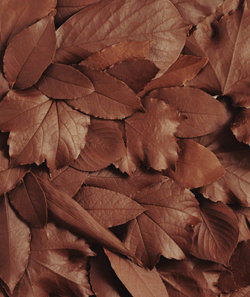 이미경 작 ‘Sweet copy of Nature’(2005년). 초콜릿으로 만든 나뭇잎을 이어 붙였다.