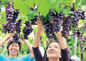 한 알 한 알에 긴 여름을 담아냈기에 농익은 포도를 ‘계절이 바뀌는 골목의 파수꾼’이라 했던가. 화성 안성 등 경기도내 각 포도농장에선 다음 주부터 햇포도를 본격적으로 내놓는다. 포도 따기, 와인 만들기 등 각종 행사도 푸짐해 가족 나들이엔 안성맞춤이다. 동아일보 자료 사진
