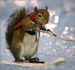 수상스키를 즐기는 날쌘 다람쥐 ‘트위기’. 진지한 표정으로 물살을 가르는 트위기는 이제 모터보트 쇼가 열리는 곳이면 세계 어디서나 초청을 받는 명사가 됐다. 사진 출처 인터넷 홈페이지(www.scarysquirrel.org)