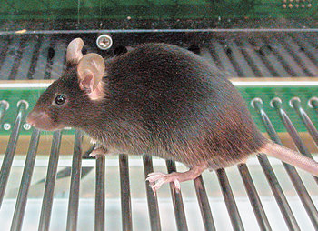 뇌에서 NR2B라는 단백질이 생성되지 않으면 ‘겁없는 생쥐’가 만들어진다. 사진 제공 서울대