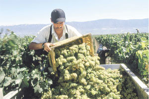 캘리포니아 와인의 중심지 내파 밸리는 현재 포도 수확이 한창이다. 이른 새벽 켄들잭슨의 와이너리에서 인부들이 포도를 따고 있다. 사진제공 켄들잭슨