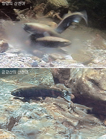 2일 강원 양양군 법수치 계곡에서 촬영한 국내 산천어의 산란 직후 모습(위). 바다로 가지 못해 정상적인 성장을 하지 못한 산천어 암컷이 낳은 알에 같은 계곡에서 성장한 수컷들이 정액을 뿌리고 있다. 반면 지난해 9월 금강산 옥류동 계곡에서 찍은 사진에는 바다에서 성장한 산천어 암컷이 계곡으로 올라와 몸집이 작은 수컷과 정상적으로 짝짓찟기를 하는 장면이 나와 있다. 사진 제공 대구과학대 다큐멘터리팀