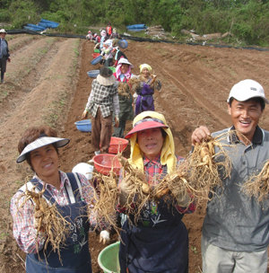 파주개성인삼 축제를 앞두고 수확이 한창인 인삼밭에서 튼실한 6년근을 손에 든 농민들이 환하게 웃고 있다. 이동영 기자