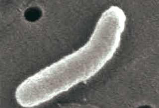 ‘코르디모나스 광양엔시스’라고 명명된 새로운 미생물의 전자현미경 사진. 사진 제공 한국해양연구원