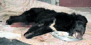 7월 지리산에 방사한 북한산 반달곰 ‘장강21’(수컷)이 3일 올무에 걸린 채 발견돼 치료를 받다 4일 숨졌다. 사진 제공 환경부