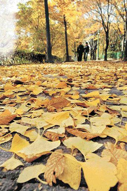 낙엽은 떠나가는 가을의 마지막 유혹이자 선물이다. 낙엽이 쌓인 서울 남산의 소월길. 변영욱 기자