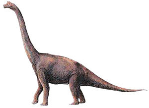 대표적 초식공룡인 브라키오사우루스.