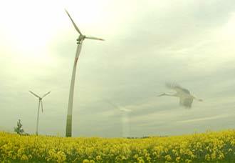 재생 에너지를 활발하게 이용하는 나라가 많다. 독일 바이에른 주의 중요한 전력원은 풍차를 이용한 풍력에너지다. 사진 제공 MBC