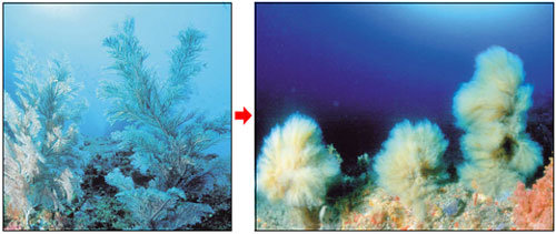 제주 서귀포시 앞바다의 문섬 주변에 자생하는 정상적인 해송(왼쪽). 종류를 알 수 없는 솜털 같은 생물이 하얗게 뒤덮여 있다. 사진 제공 태평양다이빙스쿨