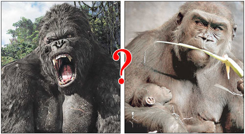 영화 ‘킹콩’ 속의 고릴라는 괴성을 지르고 사람을 해치는 난폭한 모습(왼쪽)으로 그려지지만, 실제 고릴라는 자상하게 가족을 이끄는 온순한 채식동물(오른쪽)이다. 사진 제공 UIP·동아일보 자료 사진
