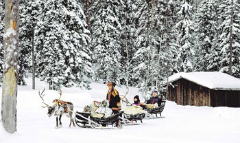 핀란드 북부 북극권의 라플란드 겨울 풍경. 북극권과 시베리아 사는 원주민 사미족이 순록썰매에 아이들을 태우고 침엽수림의 눈길을 지나고 있다. 라플란드(핀란드)=조성하 여행전문기자