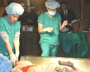 2005년 12월 12일 서울대병원을 퇴원한 서울대 황우석 교수가 충남 홍성의 한 돼지 농장에서 무균돼지 체세포 복제란 이식실험을 하고 있다. 김재명 기자