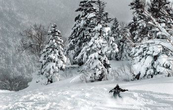 플레이트가 보이지 않을 정도로 깊숙이 빠지는 앗피고원 스키장의 파우더 스노에서 라이딩을 즐기는 딥 스노 스노보더. 이와테=조성하 여행전문기자