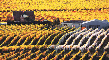 뉴질랜드 동부 해안에 자리잡은 ‘호크스베이 와인 컨트리’의 포도밭. 1851년 가톨릭 수도원에서 생산한 와인을 필두로 뉴질랜드와인의 역사가 시작된 곳이다. 사진 제공 뉴질랜드 관광청