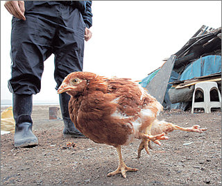 다리 넷 달린 암닭10일 경기도 포천시 관인면 한 양계농가에서 발견된 다리 넷 달린 암닭. 생후 70여일된 이 암닭은 보통 닭보다 크기가 다소 작으며 다리 넷 중 둘은 엉덩이와 왼쪽 다리 옆으로 휘어있다.[포천=연합뉴스]