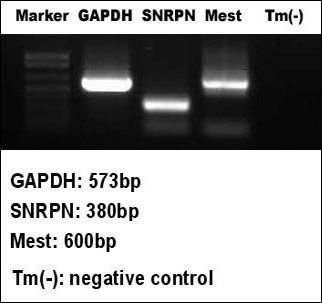 1번 줄기세포의 각인검사 결과. 부계 유전자인 SNRPN와 Mest가 발현됐다.