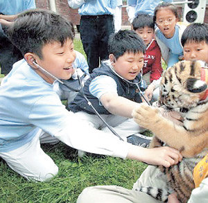 지난해 4월 서울대공원 ‘야생동물 진료체험교실’에 참여한 초등학생들이 청진기를 대고 호랑이의 심장박동 소리를 듣고 있다. 사진 제공 서울대공원