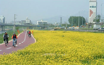 지난해 봄 서울 광진구 한강 둔치에서 노랗게 핀 유채꽃밭을 옆에 두고 한 부부가 느긋하게 자전거를 타고 있다. 사진 제공 서울시