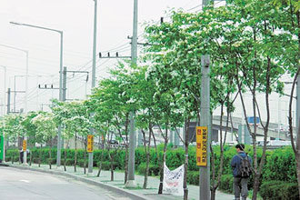 요즘 ‘뜨는’ 이팝나무서울 용산구 서빙고로의 이팝나무 거리. 5, 6월 쌀알이 모여 있는 듯 흰 꽃을 피우는 이팝나무는 2000년대 들어 서울의 거리에 등장해 인기 있는 가로수로 꼽히고 있다. 사진 제공 서울시