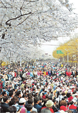 지난해 4월 서울 여의도 윤중로에서 펼쳐진 벚꽃축제. 동아일보 자료 사진