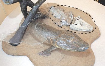 어류에서 육상 동물로 진화하는 과정을 밝혀 줄 3억7500만년 전의 생물체 화석(점선안)과 이 생물체가 살아 있던 모습을 복원한 모형. 로이터 연합뉴스