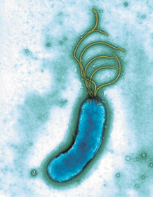 헬리코박터 파일로리균