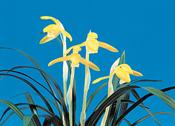 도난당한 난초와 같은 종류인 황화소심. 황화소심은 분당 수억 원을 호가하기도 한다.