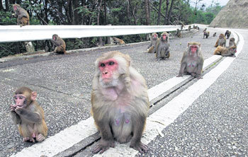 ‘큰형님’ 따라 시선 앞으로무리 안에서 지위가 높은 원숭이는 낮은 지위의 원숭이를 무시하고 높은 지위의 원숭이가 쳐다보는 쪽을 따라 본다는 연구결과가 나왔다. 동아일보 자료 사진