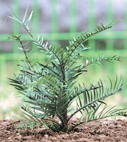 21일 산림청 국립수목원이 국내 처음으로 공개한 쥐라기시대 식물 울레미소나무. 포천=연합뉴스