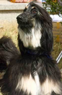 첫 돌 맞은 세계 최초 체세포 복제개 스너피[연합]