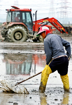 12일 미군기지확장예정지인 평택 팽성읍 대추리에서 한 주민이 1천500여평의 논에 모내기를 하기 위해 논을 고르고 있다. 김미옥기자