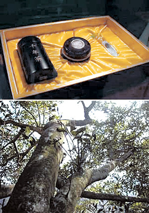 경남 하동군의 야생차문화축제 기간인 21일 1300만 원에 낙찰된 ‘천년차’(위). 수령이 1000년이 넘는 차나무의 잎을 따서 만들었다. 하동=강정훈 기자