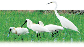 환경운동연합이 5일 인천 강화군 강화읍 옥림리와 경기 김포시의 무인도인 유도에서 국내외 조류 전문가 40여 명과 함께 ‘저어새 번식지 국제 공동조사’를 했다. 저어새 오른쪽으로 백로가 함께 보인다. 인천=김재명 기자