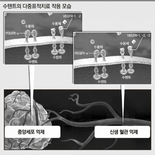 다중표적항암제인 수텐트는 암 성장과 혈관 성장에 관여하는 수용체와 결합해 그 작용을 억제한다. 수용체들은 암세포와 혈관내피세포 표면에 있다. 사진 제공 한국화이자