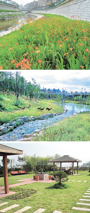 청계천 다산교와 영도교 사이 산책로를 따라 피어난 범부채꽃이 되살아난 청계천을 장식하고 있다(위). 뚝섬 서울숲 꽃사슴들이 개울가에서 뛰어놀고 있다(가운데). 삭막한 콘크리트 회색공간이었던 고려대 법학관 옥상이 운치 있는 하늘정원으로 바뀌었다.