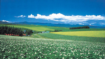 한여름 유채꽃 등으로 아름답게 채색된 홋카이도 후라노와 비에이의 꽃밭구릉. 사진 제공 홋카이도 관광청