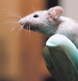 생쥐에게서는 세균의 공생을 조절하거나 도움을 받는 유전자가 400개 이상 밝혀졌다. 그러나 각 유전자의 구체적인 기능은 아직 알려지지 않았다.