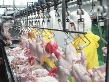 14일 닭고기 생산업체 하림씨앤에프의 상주 공장에서 한 직원이 찬물에서 50분 동안 씻은 닭고기를 이동 걸쇠에 걸고 있다. 사진 제공 하림씨앤에프