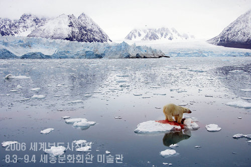 유빙에서 먹이를 잡아 먹고 있는 북극곰.