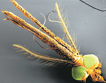 주둥이에 후각수용체가 있는 말라리아 모기. 동아일보 자료 사진