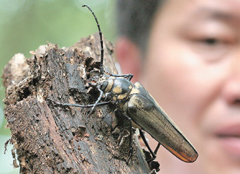 곤충으론 유일한 천연기념물경기 포천시 국립수목원에서 20년 만에 처음으로 발견된 장수하늘소 암컷. 곤충으로는 유일한 천연기념물인 장수하늘소는 우리나라 곤충 중 가장 큰 종이며 수컷은 2002년에 1마리가 발견됐다. 포천=김동주 기자