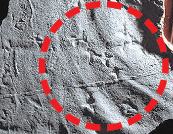 경남 남해군 창선도에서 세계에서 가장 오래된 물갈퀴 달린 새 발자국 화석이 발견됐다. 사진 제공 한국교원대