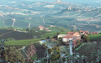 이탈리아 와인의 대명사처럼 불리는 ‘바롤로’와 ‘바르바레스코’ 와인이 생산되는 피에몬테 지방의 랑게 구릉지. 이 구릉지는 도시 알바를 중심으로 넓게 발달해 있는데 가야, 피오 체사레 같은 와인명가가 부근에 있다.