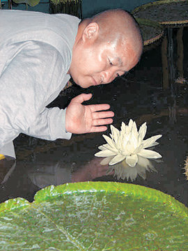 인천 강화도 선원사의 성원 스님이 남미 열대우림 지역에서 서식하는 빅토리아 수련이 꽃을 피우자 조심스럽게 관찰하고 있다. 사진 제공 선원사