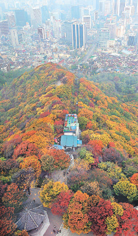 서울의 허파인 남산의 나무들이 노랗고 붉게 단풍 들어 남산 N서울타워에서 내려다본 숲의 풍경이 붉고 노란 꽃다발 같다. 기상청은 주말 전국에 비가 내리고 강풍이 불 것이라고 예보해 남산의 나무가 대부분 주말을 고비로 단풍잎을 떨어뜨릴 전망이다. 이종승 기자