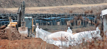 감염 닭 매장26일 전북 익산시 함열읍 조류인플루엔자(AI) 발생 농가에서 도살 처분한 닭 3600마리를 보건 당국 관계자들이 구덩이에 파묻고 있다. 익산=박영철 기자