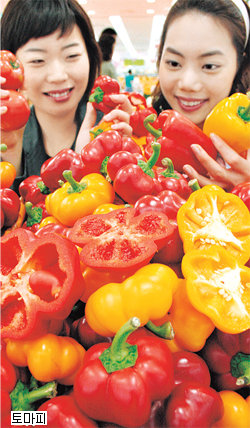 참살이 열풍으로 단맛이 나는 야채가 인기를 끌고 있다. 당도가 거의 없는 피망을 개량해 단맛이 나는 파프리카가 나온 뒤 올해는 당도를 더 높인 토마피 팅커벨 등 신종 파프리카가 선보였다. 사진 제공 롯데마트·이마트